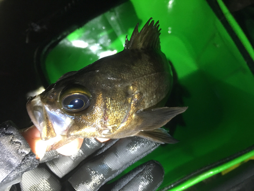 シロメバルの釣果