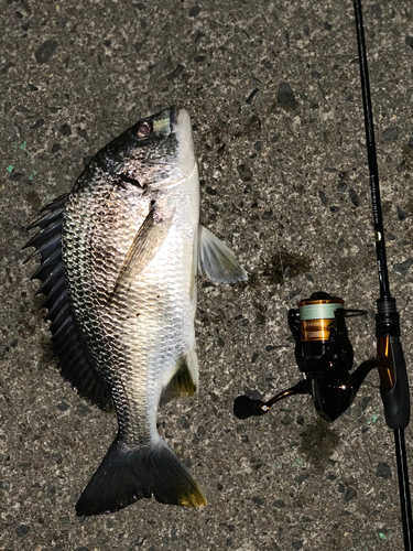 チヌの釣果