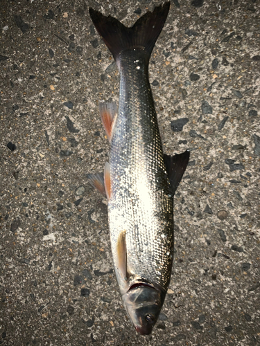 ウグイの釣果