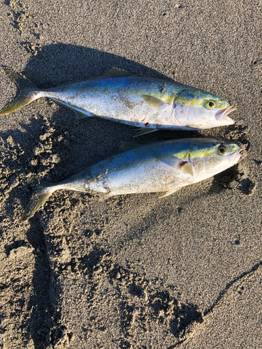 イナダの釣果