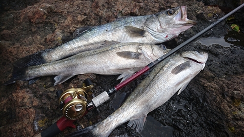 ハクラ（マルスズキ）の釣果