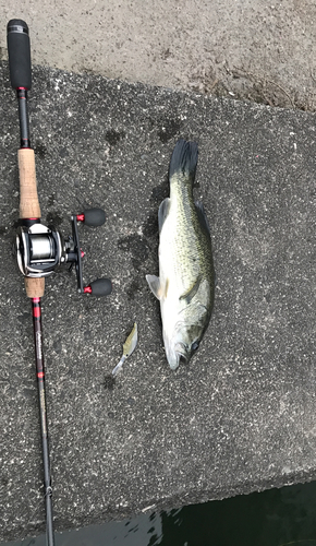 ブラックバスの釣果