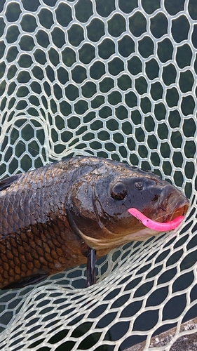 コイの釣果