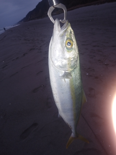 イナダの釣果