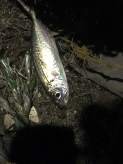 マアジの釣果