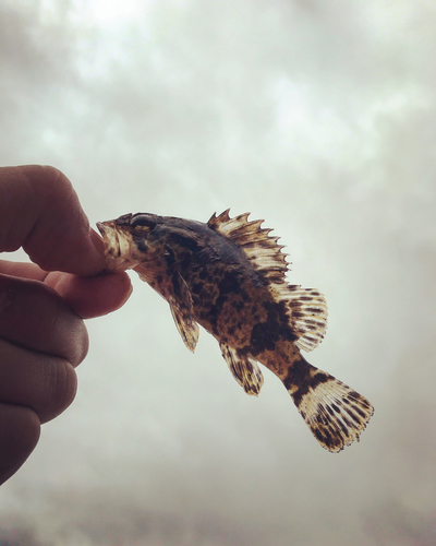 タケノコメバルの釣果