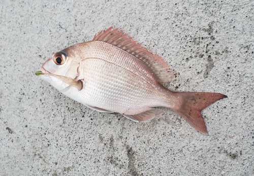 チャリコの釣果