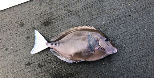 ニザダイの釣果