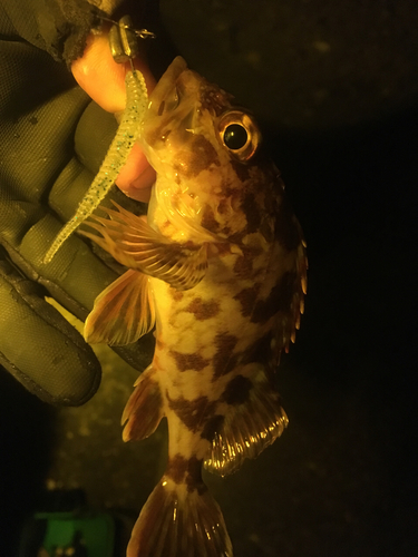 カサゴの釣果