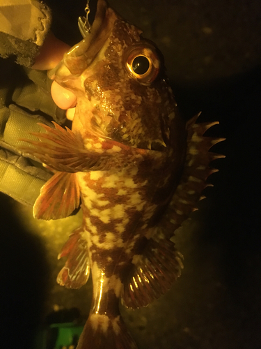 カサゴの釣果