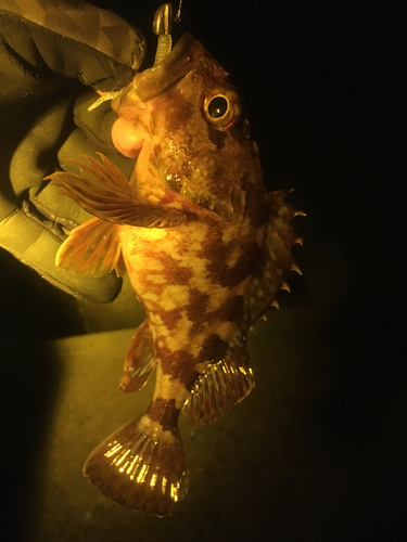 カサゴの釣果