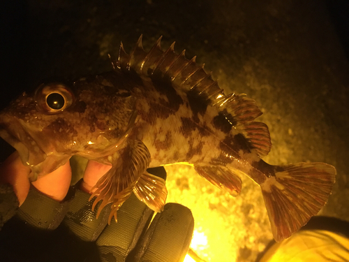 カサゴの釣果