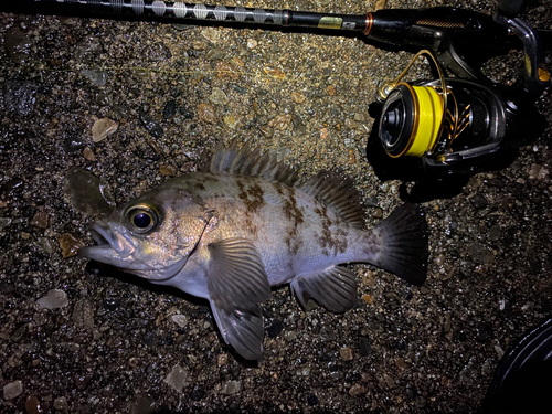 メバルの釣果