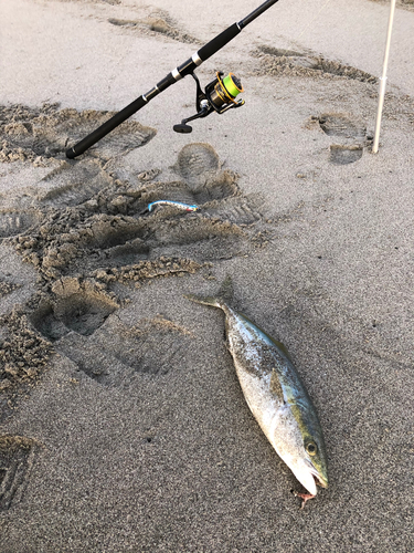 イナダの釣果