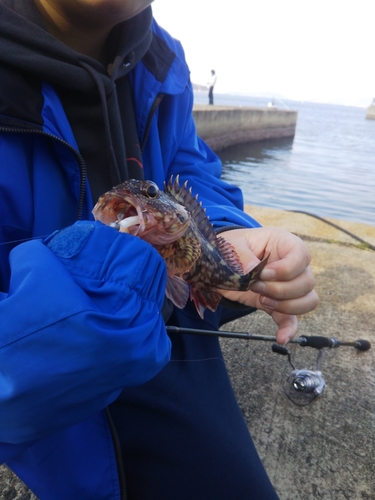 ガシラの釣果