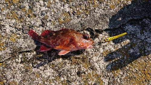 アラカブの釣果