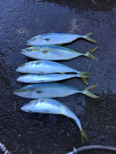 イナダの釣果