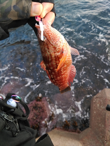 キュウセンの釣果