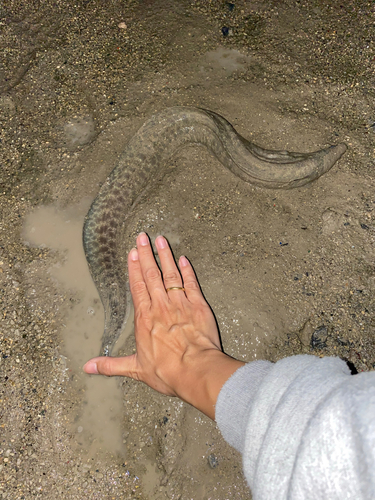 ウツボの釣果