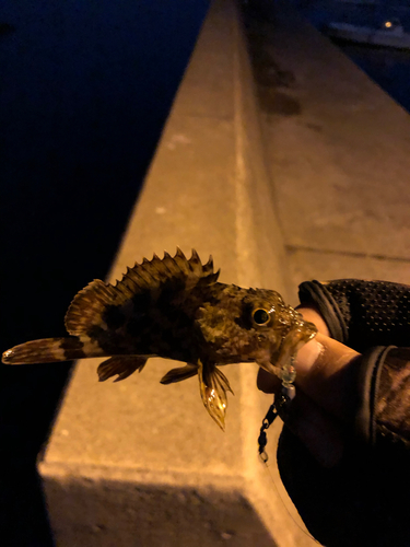 タケノコメバルの釣果