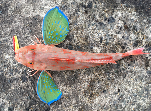 ホウボウの釣果