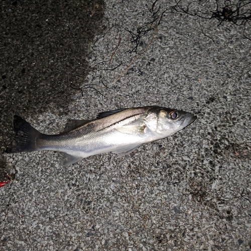 セイゴ（タイリクスズキ）の釣果