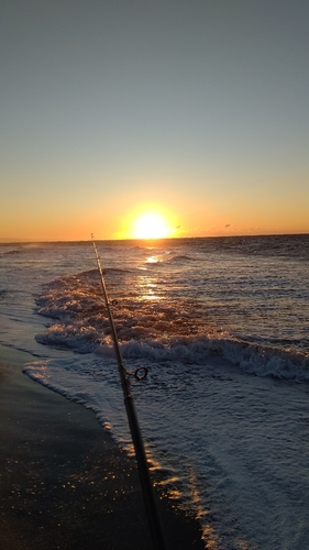 ダツの釣果