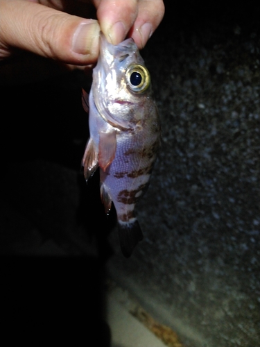 メバルの釣果