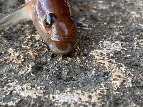 ヤリイカの釣果