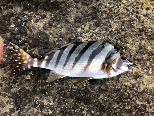 タカノハダイの釣果