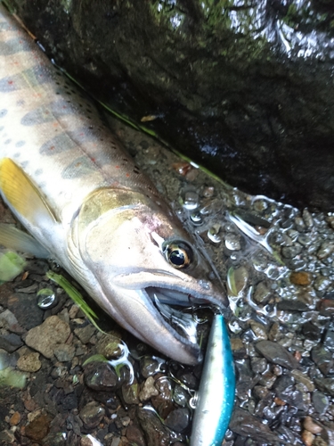 アマゴの釣果