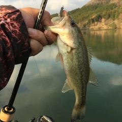 ラージマウスバスの釣果