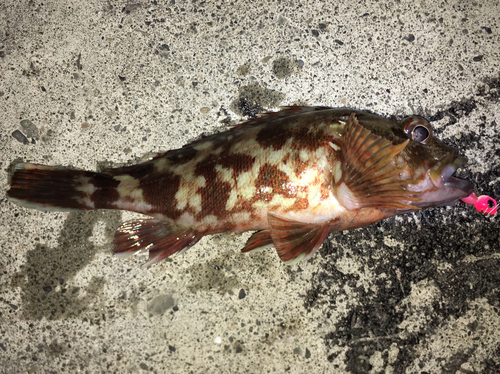 カサゴの釣果