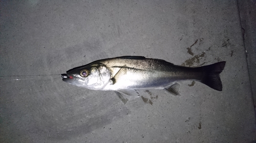 セイゴ（ヒラスズキ）の釣果