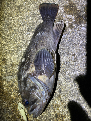 クロソイの釣果