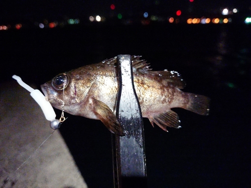 メバルの釣果