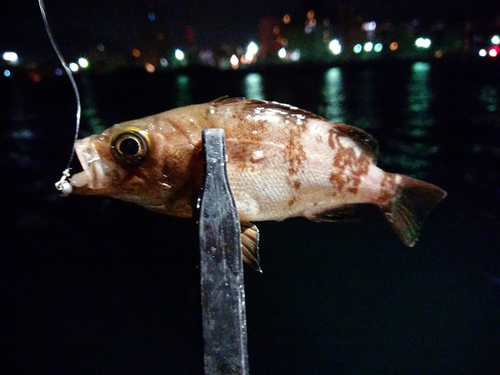 メバルの釣果