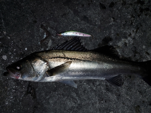 スズキの釣果