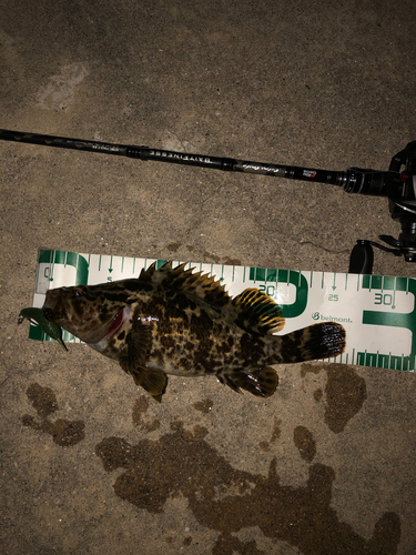 タケノコメバルの釣果