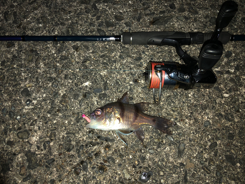 ヨコスジイシモチの釣果