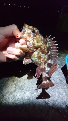 カサゴの釣果