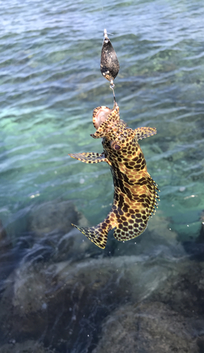 イシミーバイの釣果