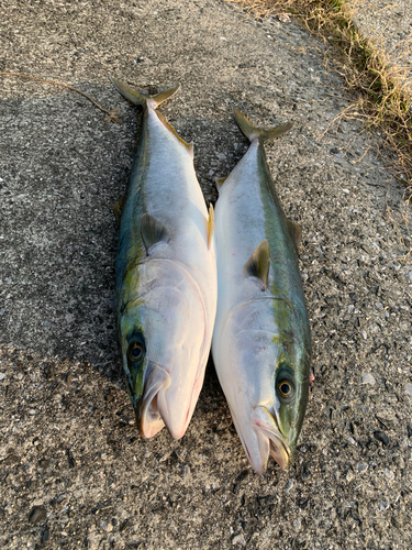 ブリの釣果