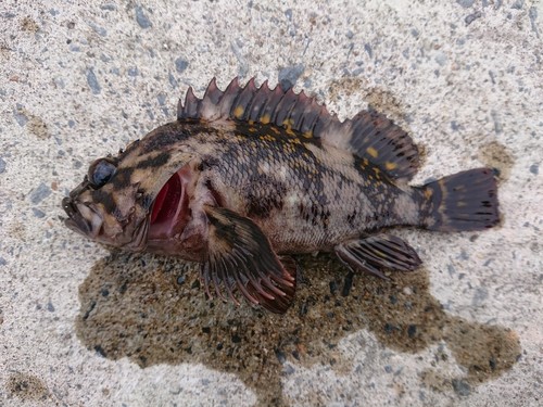 オウゴンムラソイの釣果