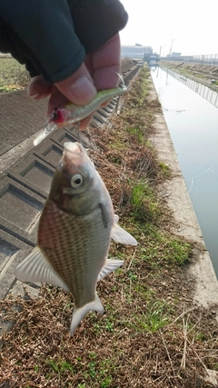 フナの釣果