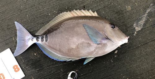 ニザダイの釣果