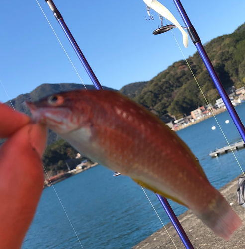 アカササノハベラの釣果