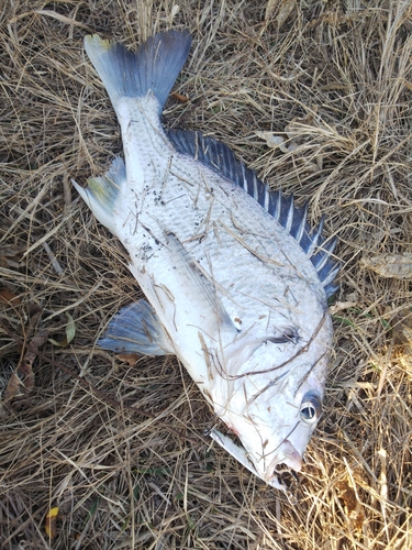 チヌの釣果