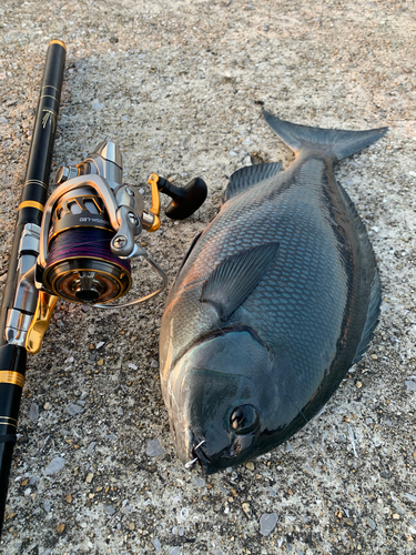 オナガグレの釣果