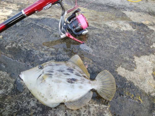 カワハギの釣果